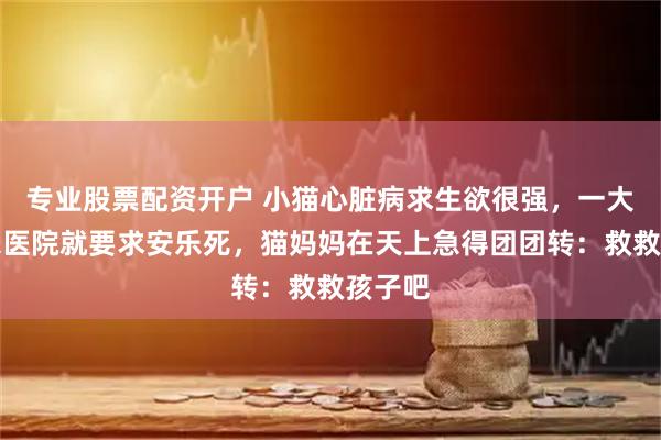 专业股票配资开户 小猫心脏病求生欲很强,一大爷送来医院就要求安乐死,猫妈妈在天上急得团团转:救救孩子吧